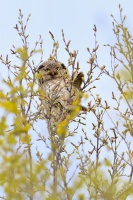 Sovice krahujova - Surnia ulula - Northern Hawk Owl 7790